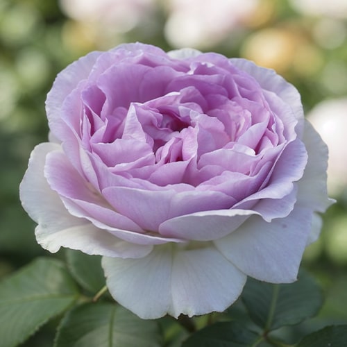 Rose Saphir - for Sale Rose Saphir