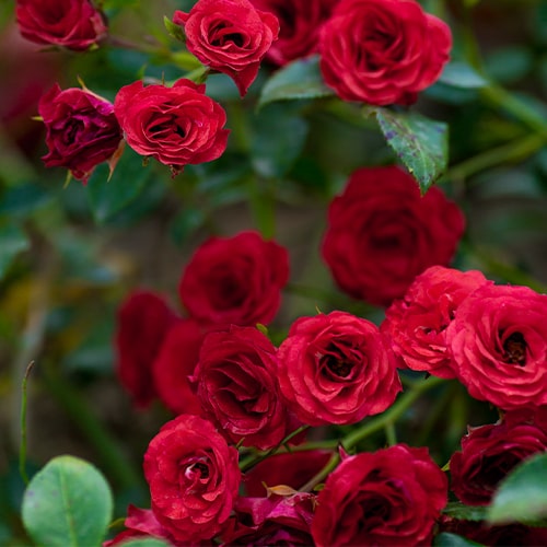 Rose Scarlet Meidiland - for Sale Rose Scarlet Meidiland
