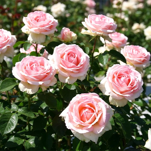 Rose Schloss Ippenburg - for Sale Rose Schloss Ippenburg