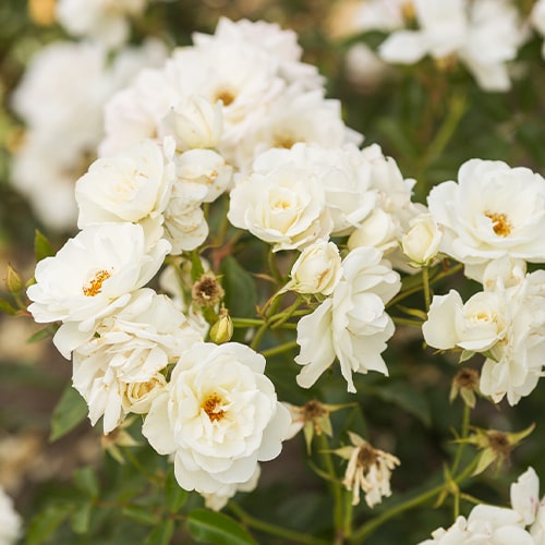 Rose Schneewittchen - for Sale Rose Schneewittchen