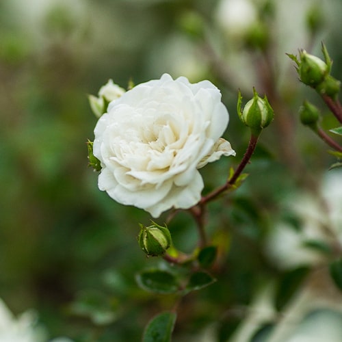 Rose Sea Foam - for Sale Rose Sea Foam