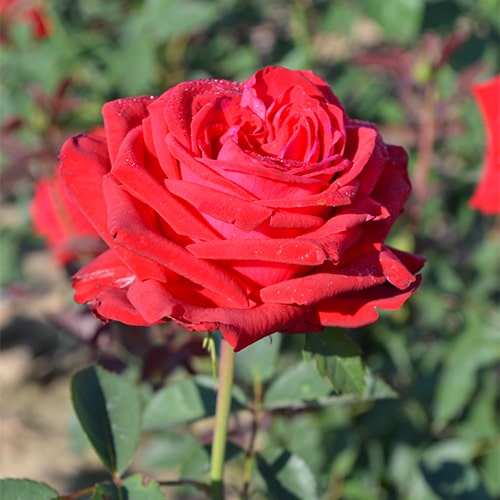 Rose Sophia Loren - for Sale Rose Sophia Loren