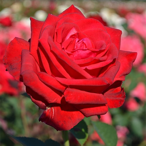 Rose Sophia Loren - for Sale Rose Sophia Loren