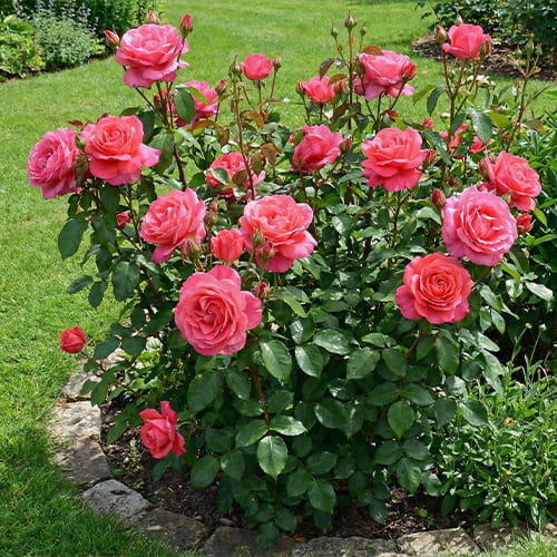 Rose Special Anniversary - for Sale Rose Special Anniversary