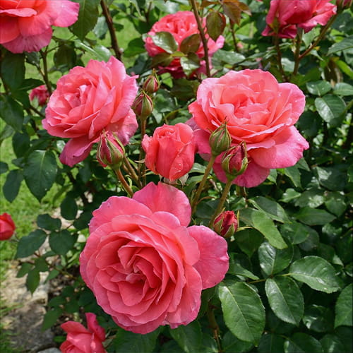 Rose Special Anniversary - for Sale Rose Special Anniversary