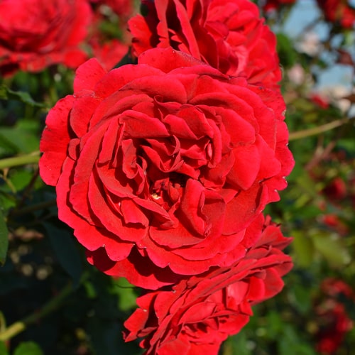 Rose Sympathie - for Sale Rose Sympathie