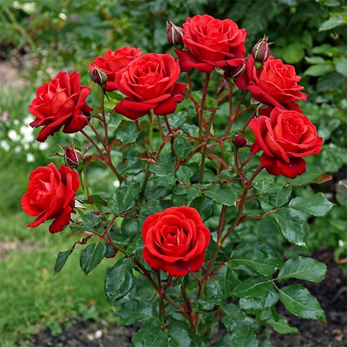 Rose Terracotta - for Sale Rose Terracotta