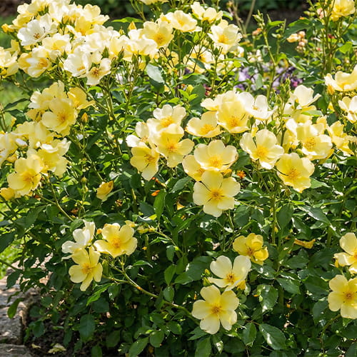 Rose Tottering by Gently - for Sale Rose Tottering by Gently