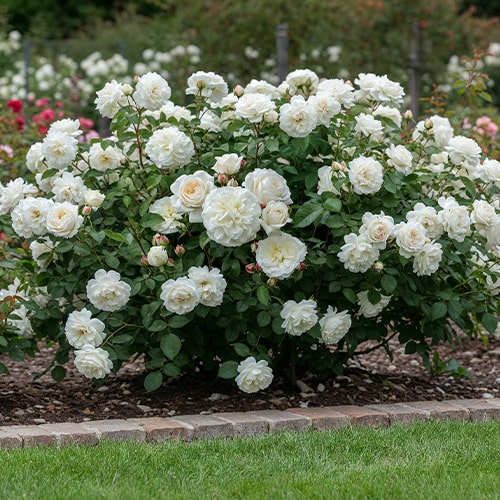 Rose Tranquillity - for Sale Rose Tranquillity