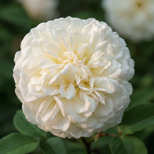 Rose Tranquillity - for Sale Rose Tranquillity