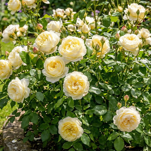 Rose Vanessa Bell - for Sale Rose Vanessa Bell
