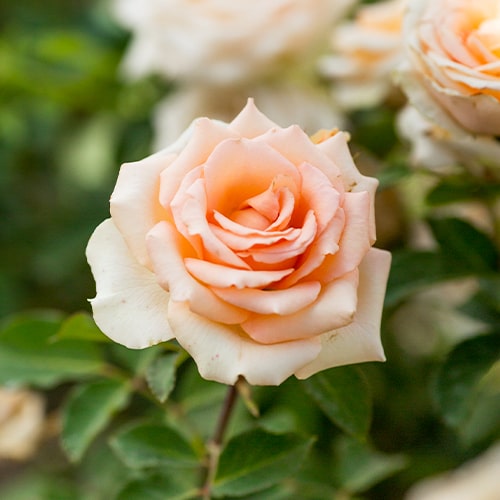Rose Versilia - for Sale Rose Versilia