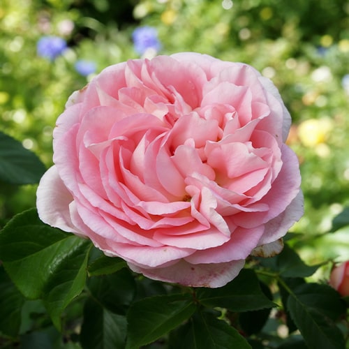 Rose Voyage - for Sale Rose Voyage