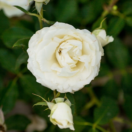 Rose White Symphonie - for Sale Rose White Symphonie