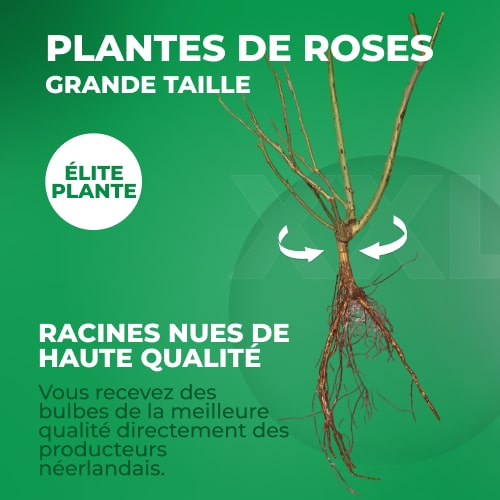 Rose Versilia - for Sale Rose Versilia