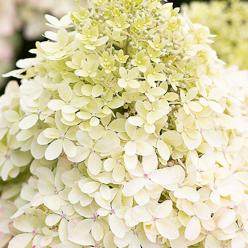 Hydrangea (Hortensia) Royal Flower - for Sale Hydrangea (Hortensia) Royal Flower