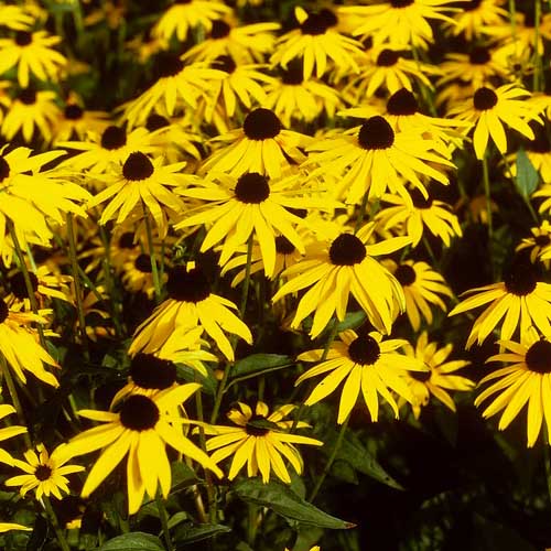 Rudbeckia (fulgida) Gold Sturm - for Sale Rudbeckia (fulgida) Gold Sturm