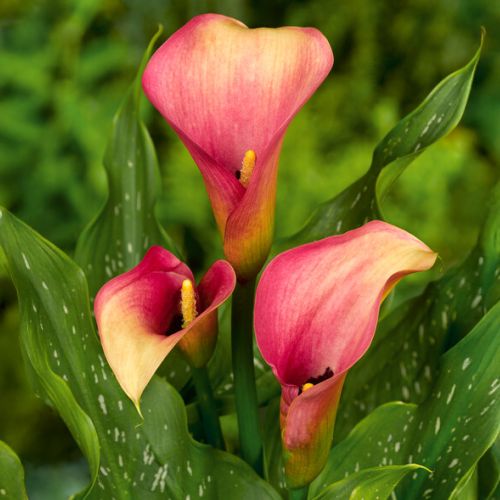 Calla Lily (Zantedeschia) Auckland - for Sale Calla Lily (Zantedeschia) Auckland