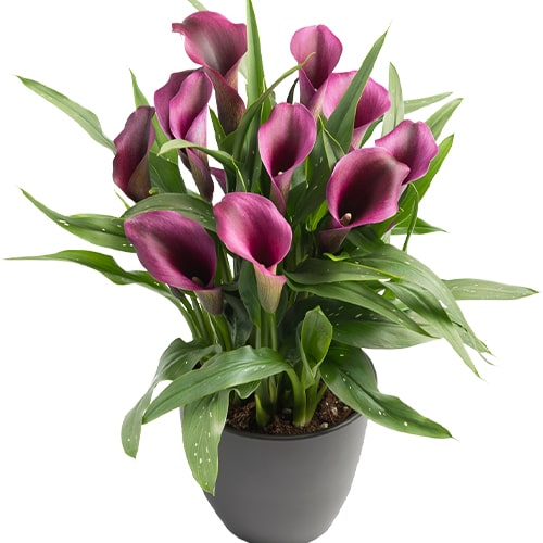 Calla Lily (Zantedeschia) Bullit - for Sale Calla Lily (Zantedeschia) Bullit
