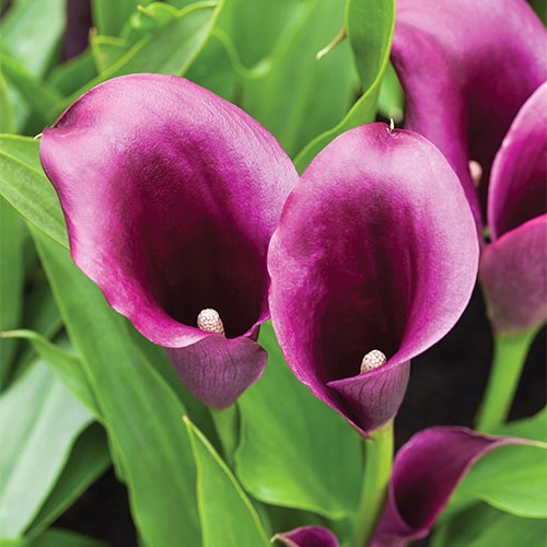 Calla Lily (Zantedeschia) Bullit - for Sale Calla Lily (Zantedeschia) Bullit