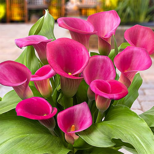 Calla Lily (Zantedeschia) Passoa - for Sale Calla Lily (Zantedeschia) Passoa