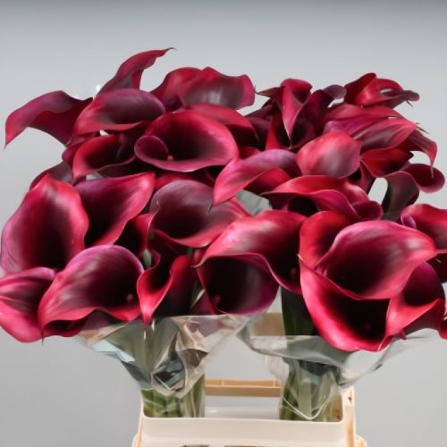 Calla Lily (Zantedeschia) Rudolph - for Sale Calla Lily (Zantedeschia) Rudolph