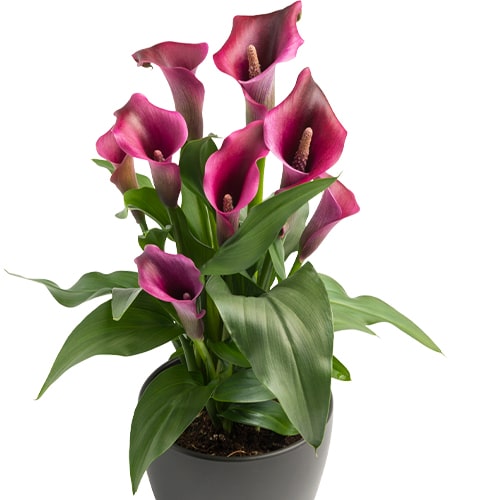 Calla Lily (Zantedeschia) Stingray - for Sale Calla Lily (Zantedeschia) Stingray