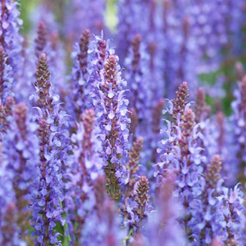 Salvia (nemorosa) Blauhügel - for Sale Salvia (nemorosa) Blauhügel