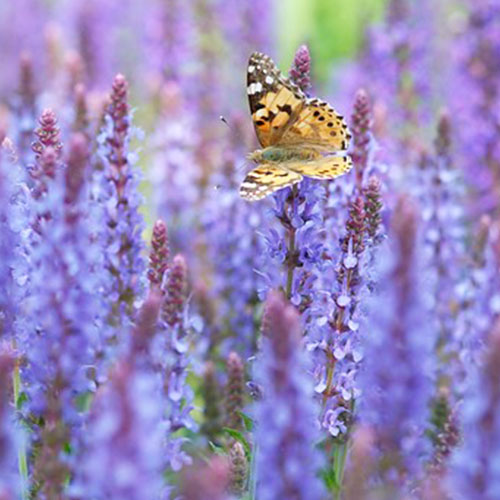Salvia (nemorosa) Blauhügel - for Sale Salvia (nemorosa) Blauhügel