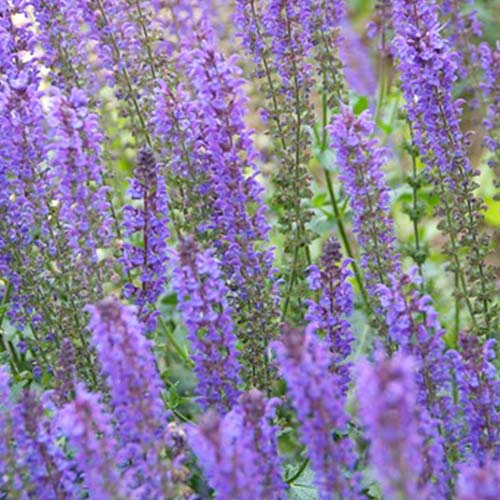 Salvia (nemorosa) Mainacht - for Sale Salvia (nemorosa) Mainacht