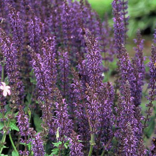 Salvia (nemorosa) Mainacht - for Sale Salvia (nemorosa) Mainacht