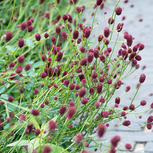 Sanguisorba (officinalis) Tanna - for Sale Sanguisorba (officinalis) Tanna