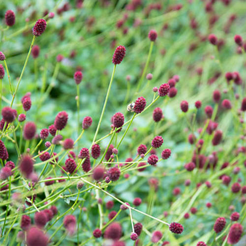 Sanguisorba (officinalis) Tanna - for Sale Sanguisorba (officinalis) Tanna