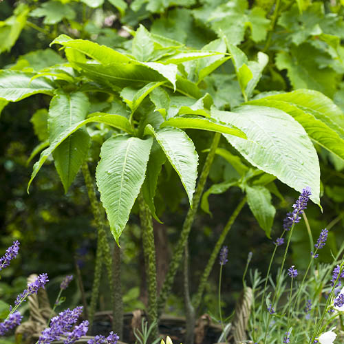 Sauromatum venosum - for Sale Sauromatum venosum