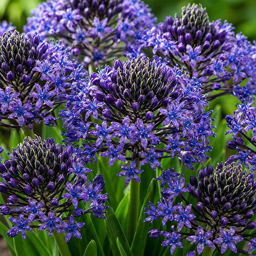 Scilla Peruviana - for Sale Scilla Peruviana
