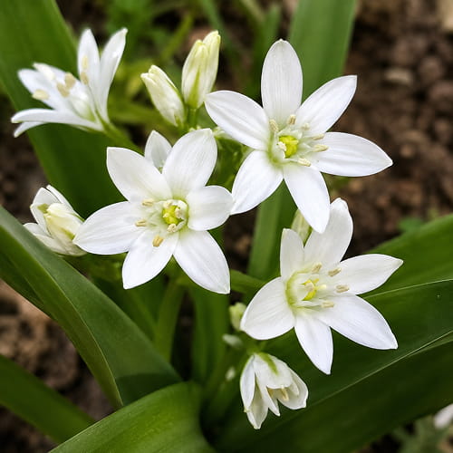 Scilla Siberica Alba - for Sale Scilla Siberica Alba