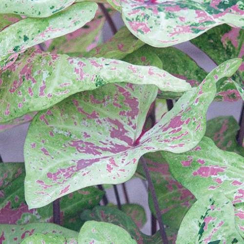 Caladium (Fancy leaf) Sea Foam Pink - for Sale Caladium (Fancy leaf) Sea Foam Pink
