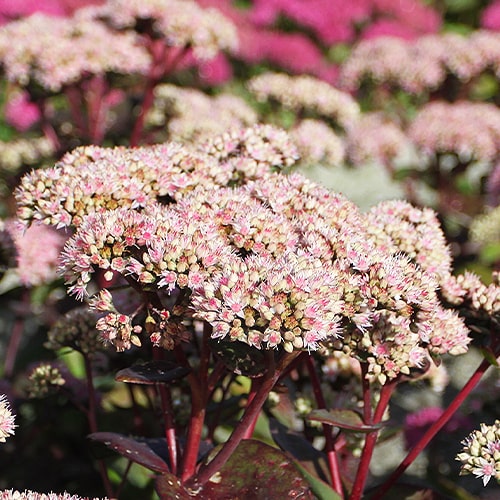 Sedum (hybride) Matrona - for Sale Sedum (hybride) Matrona