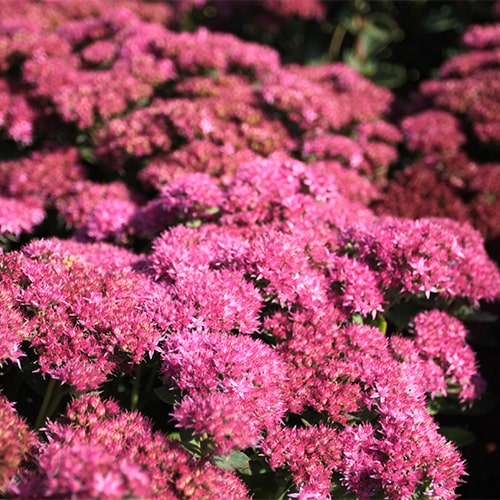 Sedum (hybride) Munstead Dark Red - for Sale Sedum (hybride) Munstead Dark Red