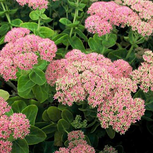 Sedum (spectabile) Brillant - for Sale Sedum (spectabile) Brillant