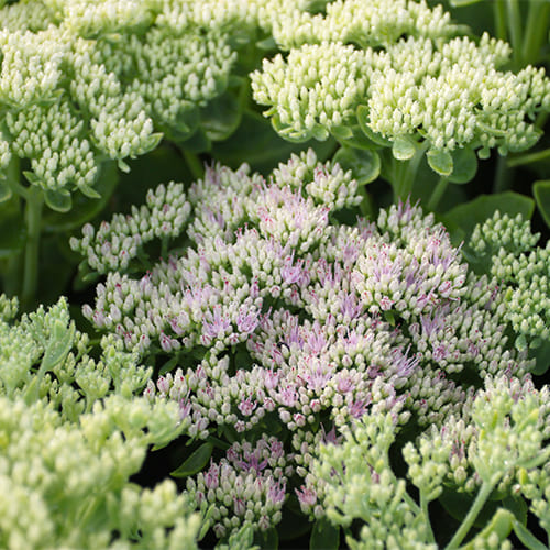 Sedum (spectabile) Star Dust - for Sale Sedum (spectabile) Star Dust