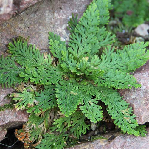 Selaginella lepidophylla - for Sale Selaginella lepidophylla