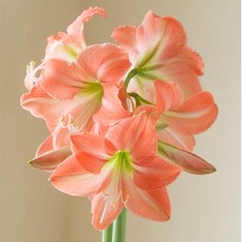 Amaryllis (Hippeastrum) Serenity - for Sale Amaryllis (Hippeastrum) Serenity