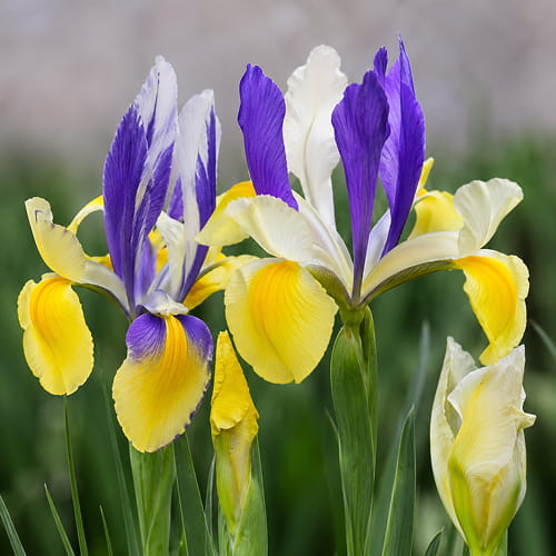 Iris Hollandica Mysterious Rainbow Collection (25 løg) - for Sale Iris Hollandica Mysterious Rainbow Collection (25 løg)