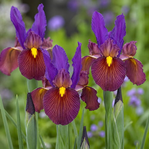 Iris Hollandica Tigereye - for Sale Iris Hollandica Tigereye