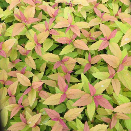 Spiraea japonica Goldflame - for Sale Spiraea japonica Goldflame