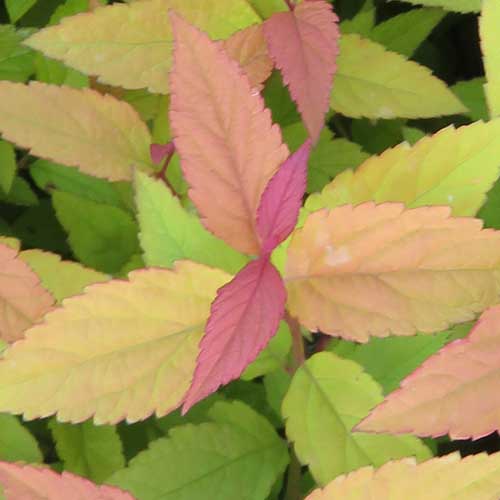 Spiraea japonica Goldflame - for Sale Spiraea japonica Goldflame