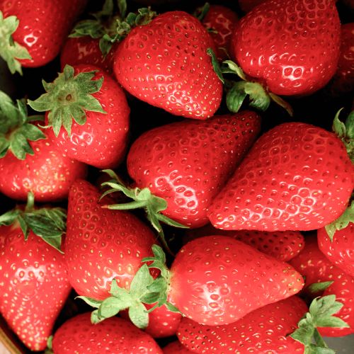 Strawberry Favori - for Sale Strawberry Favori
