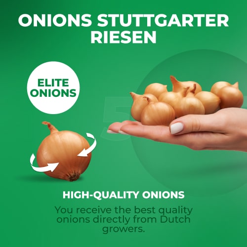 Planting Onions Shallot Yellow Moon - for Sale Planting Onions Shallot Yellow Moon