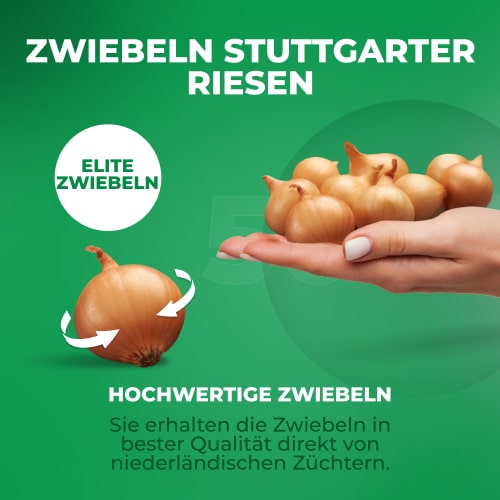 Planting Onions Shallot Yellow Moon - for Sale Planting Onions Shallot Yellow Moon